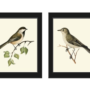 Bird Prints Wall Art Set of 2 Prints Beautiful Antique Vintage Gray Brown Green Birds Pretty Nature Illustration Home Room Decor to Frame VW