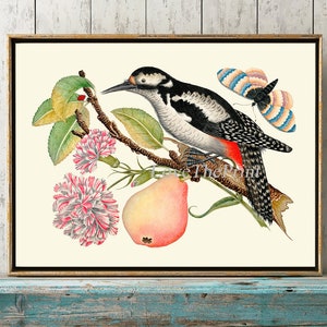 Bird Print Wall Art BOT3 Beautiful Antique Woodpecker Pear Fruit Butterfly Pink Carnation Flower Home Decor Bedroom Dining Room to Frame