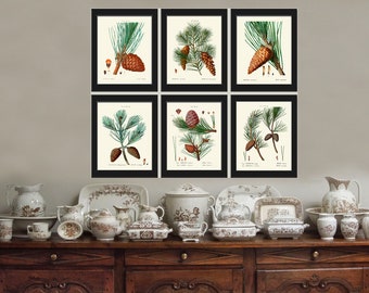 Pine Cone Tree Botanical Wall Art Prints set of 6 Beautiful Antique Vintage Illustration Picture Forest Nature Home Room Decor to Frame TDA