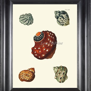 Seashells Wall Art Print KN3 Beautiful Antique Sea Ocean Shell Bathroom Coastal Marine Nautical Beach Cottage Bathroom Illustration Decor