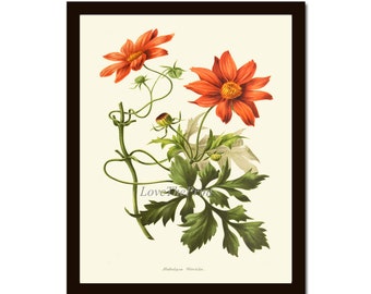 Hidalgoa flor botánica pared arte impresión IH762 hermosa naranja antigua flores silvestres bastante verde naturaleza al aire libre decoración de la habitación del hogar al marco IH