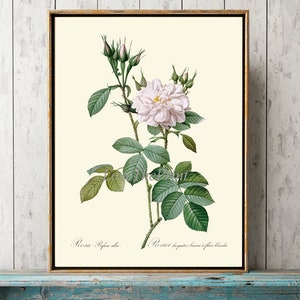 Pink Rose Botanical Wall Art Print LRR10 Beautiful Antique French Garden Flowers Home Room Decor Cottage Interior Design Decoration to Frame