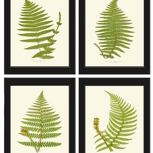Fern Botanical Home Decor Print Wall Art Set of 4 Antique Vintage Kitchen Dining Room Bedroom Office Rustic Garden Green Nature to Frame EJL