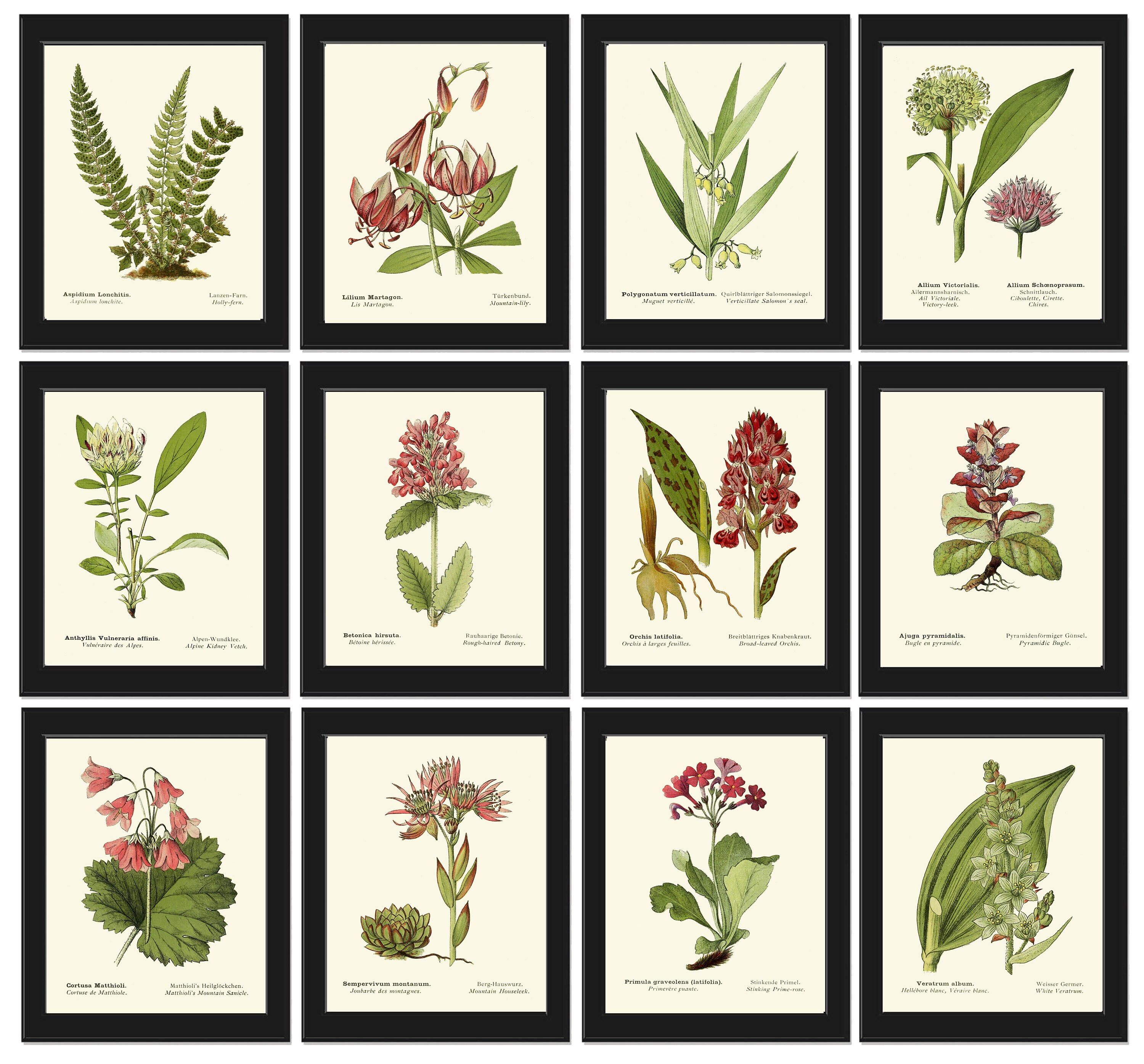 Botanical Wall Art Print set of 12 Beautiful Antique vintage | Etsy