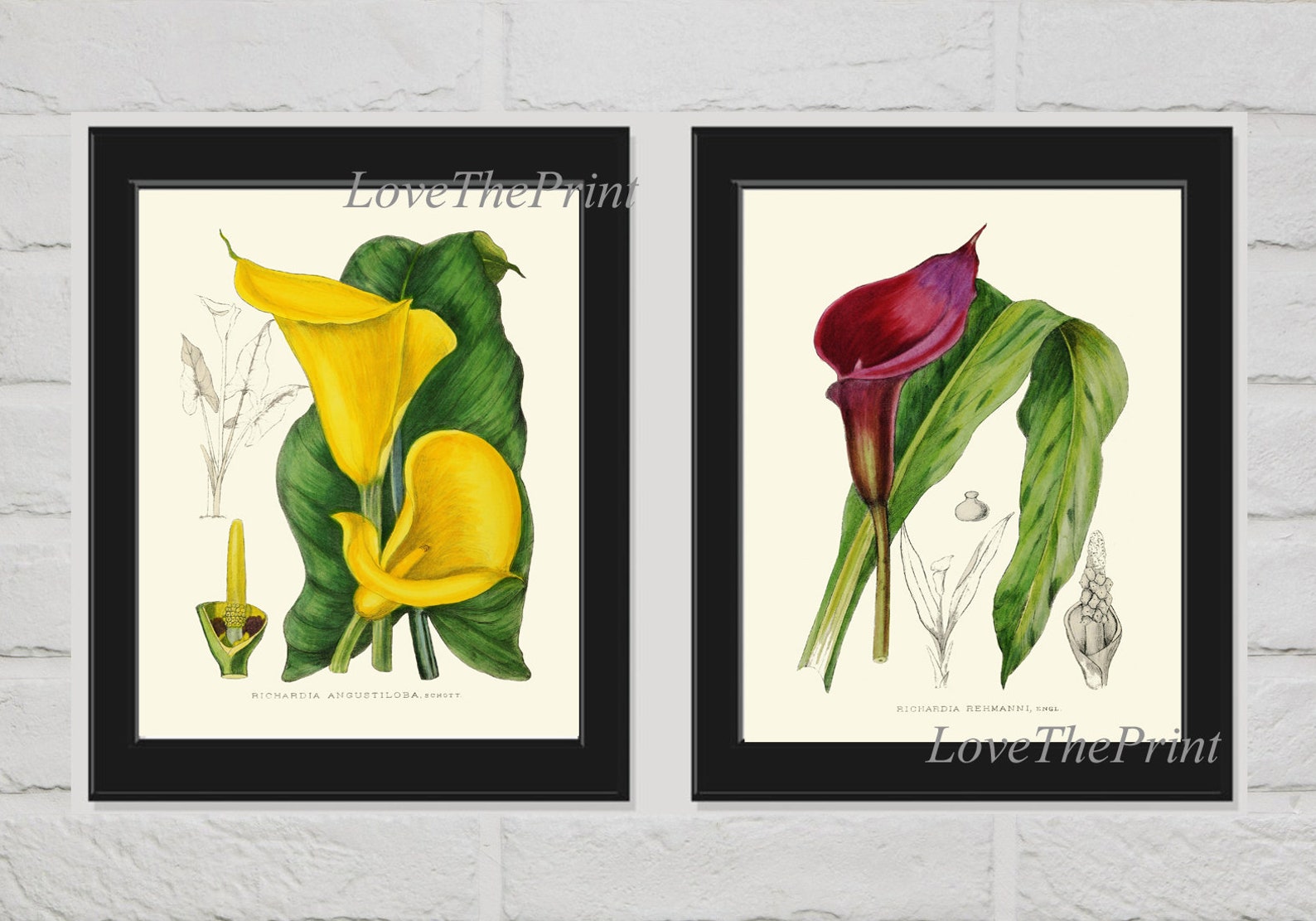 Lily Botanical Flower Wall Art Print Set of 2 Prints Beautiful Etsy