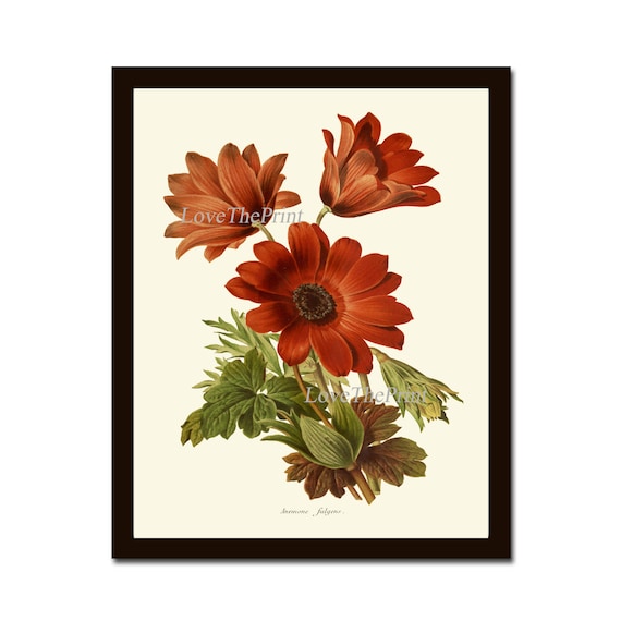 Anemone Flower Botanical Print IH939 Beautiful Antique Orange