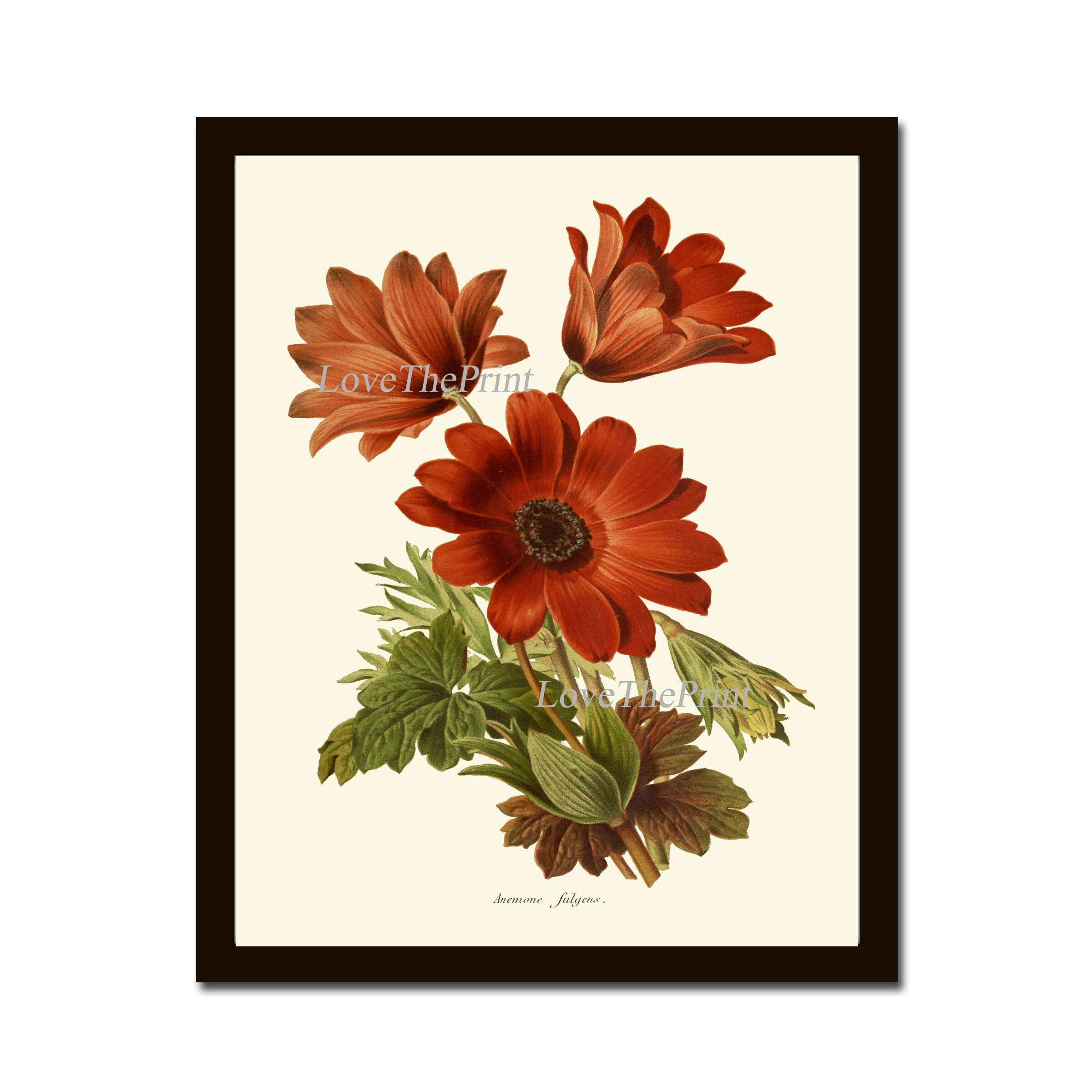 Anemone Flower Botanical Print IH939 Beautiful Antique Orange