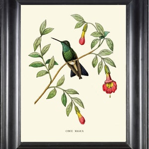 Hummingbird Print Wall Art NDO8 Beautiful Antique Vintage Tropical Bird Flowers Botanical Illustration Nature Home Room Decor to Frame NDO