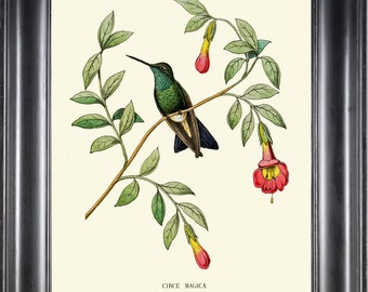 Hummingbird Print Wall Art NDO8 Beautiful Antique Vintage Tropical Bird Flowers Botanical Illustration Nature Home Room Decor to Frame NDO