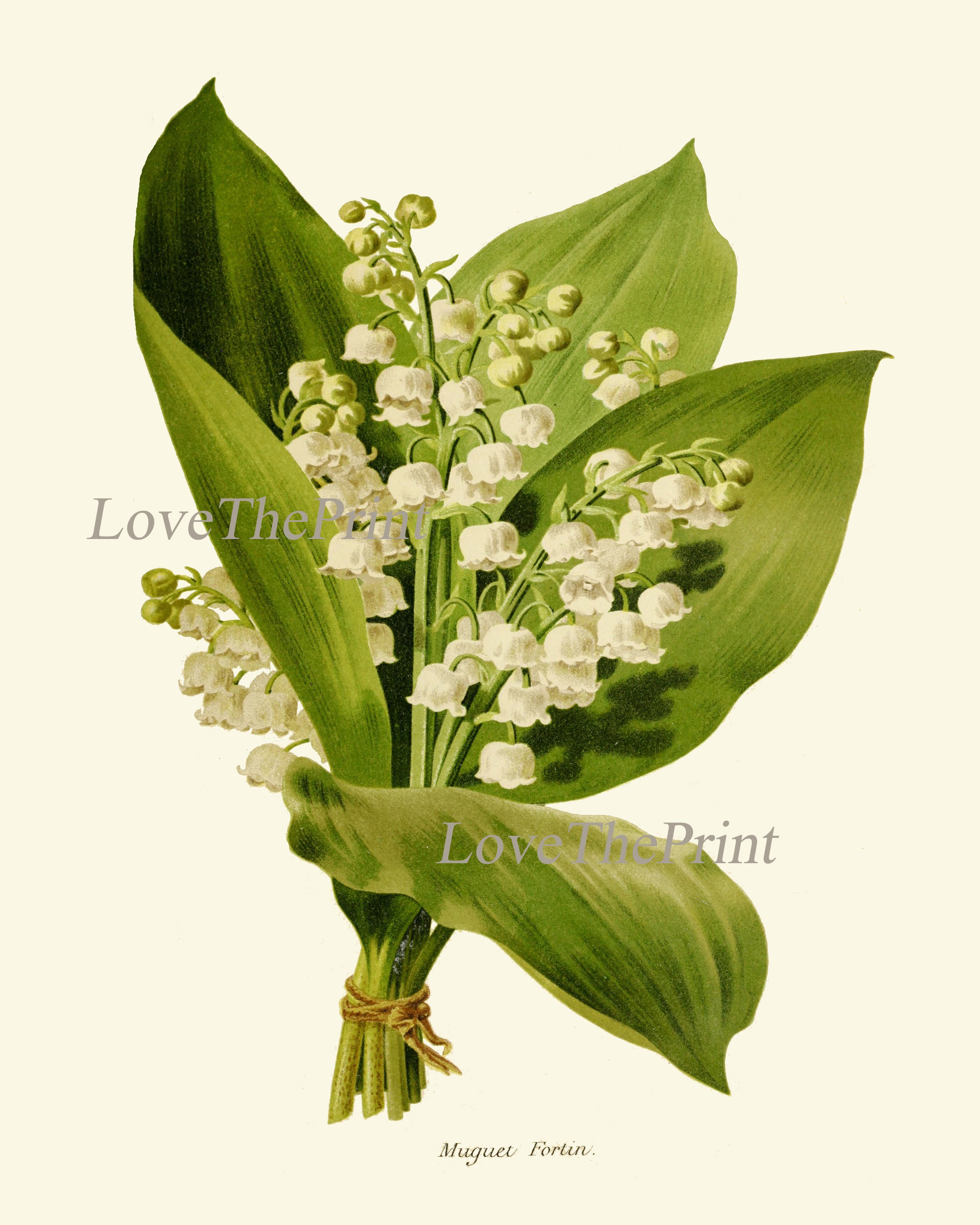 Lily of the Valley Botanical Wall Art Print IH892 Beautiful
