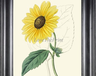 Botanical Print Wall Art ED3 Beautiful Antique Vintage Yellow Sunflower Garden Plant Bedroom Living Dining Room Hallway Home Decor to Frame
