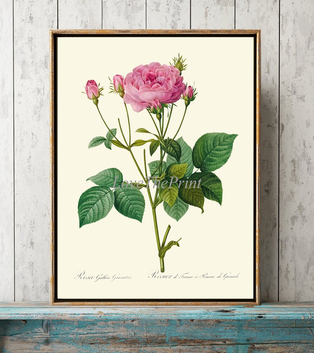 Pink Rose Botanical Wall Art Print LRR3 Beautiful Antique French Garden ...