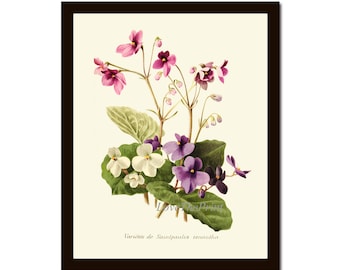 Violet Flower Botanical Wall Art Print IH761 Beautiful Antique Pink White Purple Violets Plant Garden Nature Home Room Decor to Frame IH