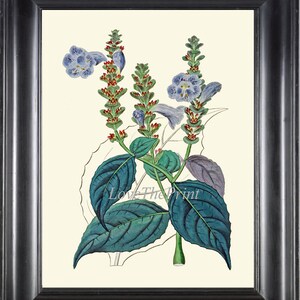 Blue Wildflower Wall Art Botanical Print ED39 Beautiful Antique Mexican Petunia Bluebell Britton&#39;s Wild Petunia Picture Home Decor to Frame