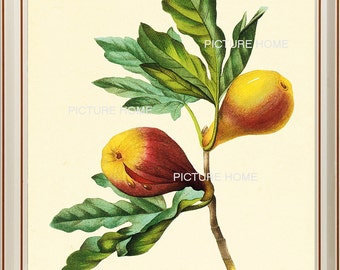 Figo fruta impressão botânica 41 bonito 8x10 antigo redoute arte decoração do quarto arte da parede para enquadrar primavera jardim natureza