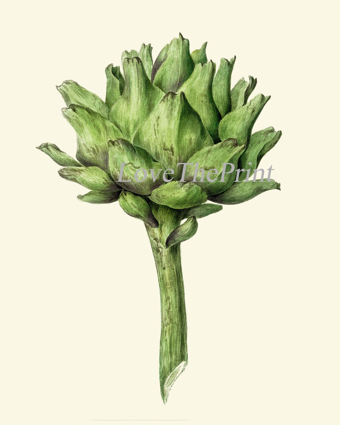 Artichoke Wall Art Set of 2 Print Beautiful Antique Botanical Etsy