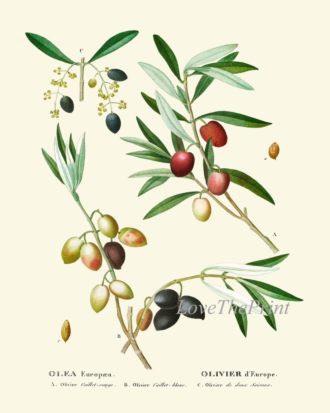 Olive Tree Prints Set of 4 Beautiful Antique Vintage Olives | Etsy