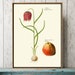 see more listings in the BOTANICAL PRINTS section