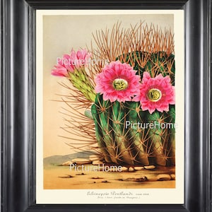 Cactus Botanical Print IH217 Beautiful Antique Cactus Pink Flower Blooming Tropical Plant Room Wall Decoration to Frame Tropical Garden