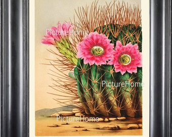 Cactus Botanical Print IH217 Beautiful Antique Cactus Pink Flower Blooming Tropical Plant Room Wall Decoration to Frame Tropical Garden