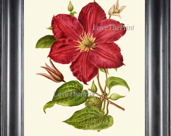 Clematis Botanical Print IH831 Beautiful Antique Vintage Large Tropical Flower Pink Maroon Dark Red Burgundy Wall Art Home Decor to Frame