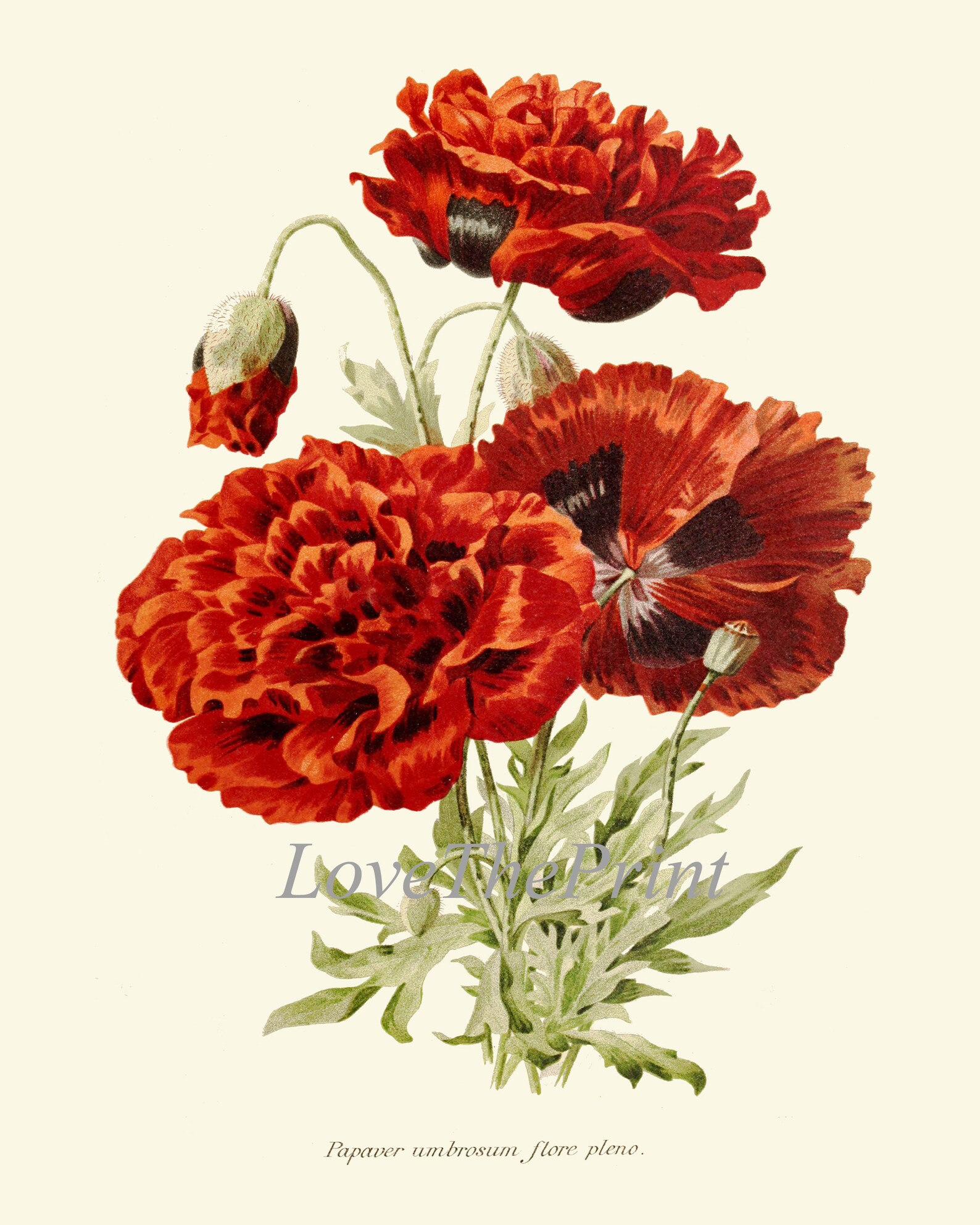 Red Poppy Print IH826 Beautiful Botanical Wall Art Antique Vintage ...