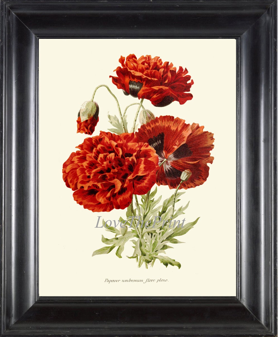 Red Poppy Print IH826 Beautiful Botanical Wall Art Antique Vintage ...