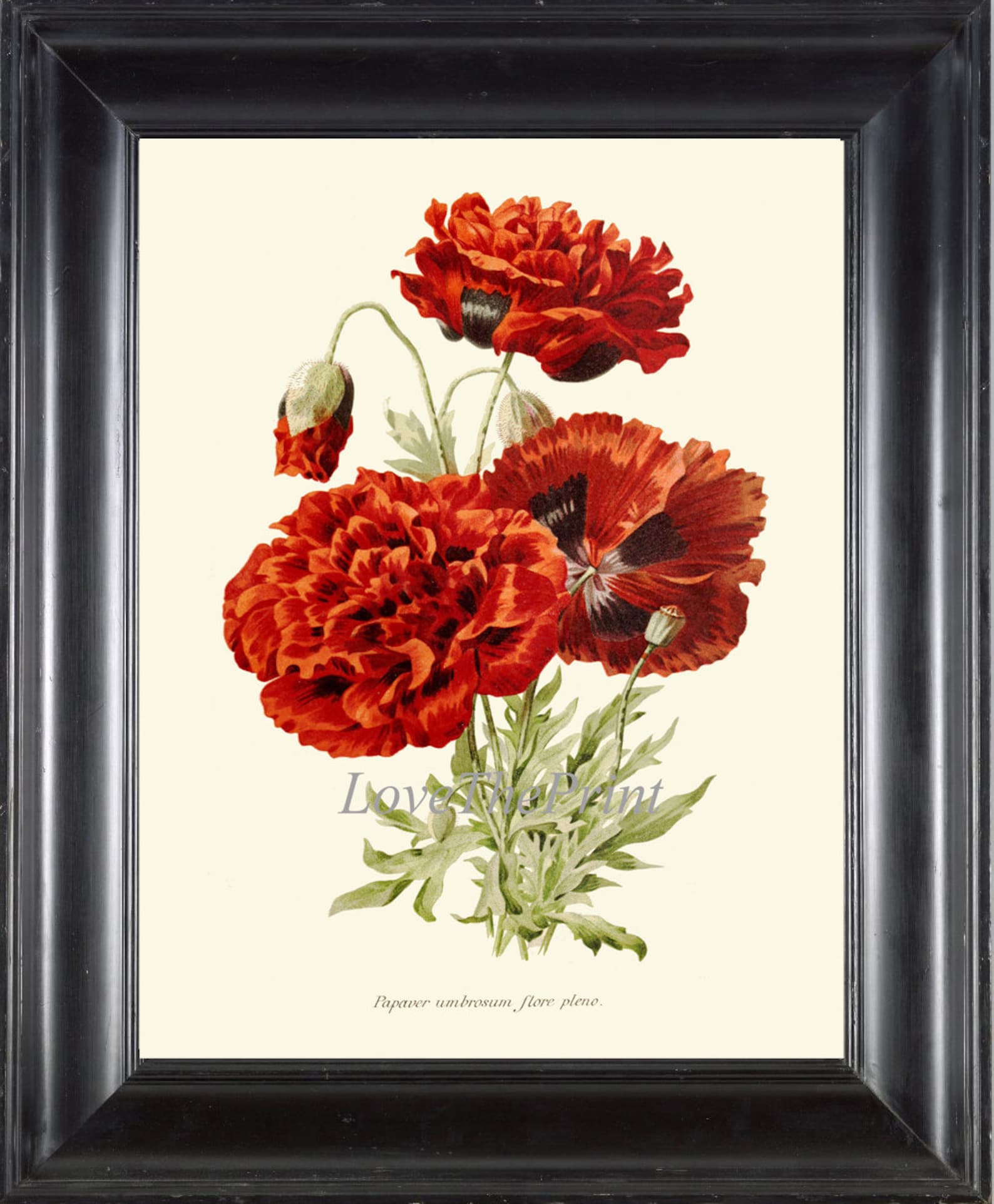 Red Poppy Print IH826 Beautiful Botanical Wall Art Antique Vintage ...