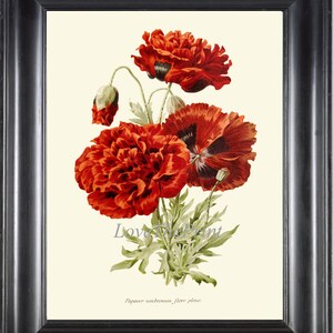 Red Poppy Print IH826 Beautiful Botanical Wall Art Antique Vintage Poppies Illustration Watercolor Wall Art Home Room Decor Picture to Frame