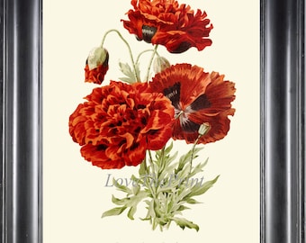 Red Poppy Print IH826 Beautiful Botanical Wall Art Antique Vintage Poppies Illustration Watercolor Wall Art Home Room Decor Picture to Frame