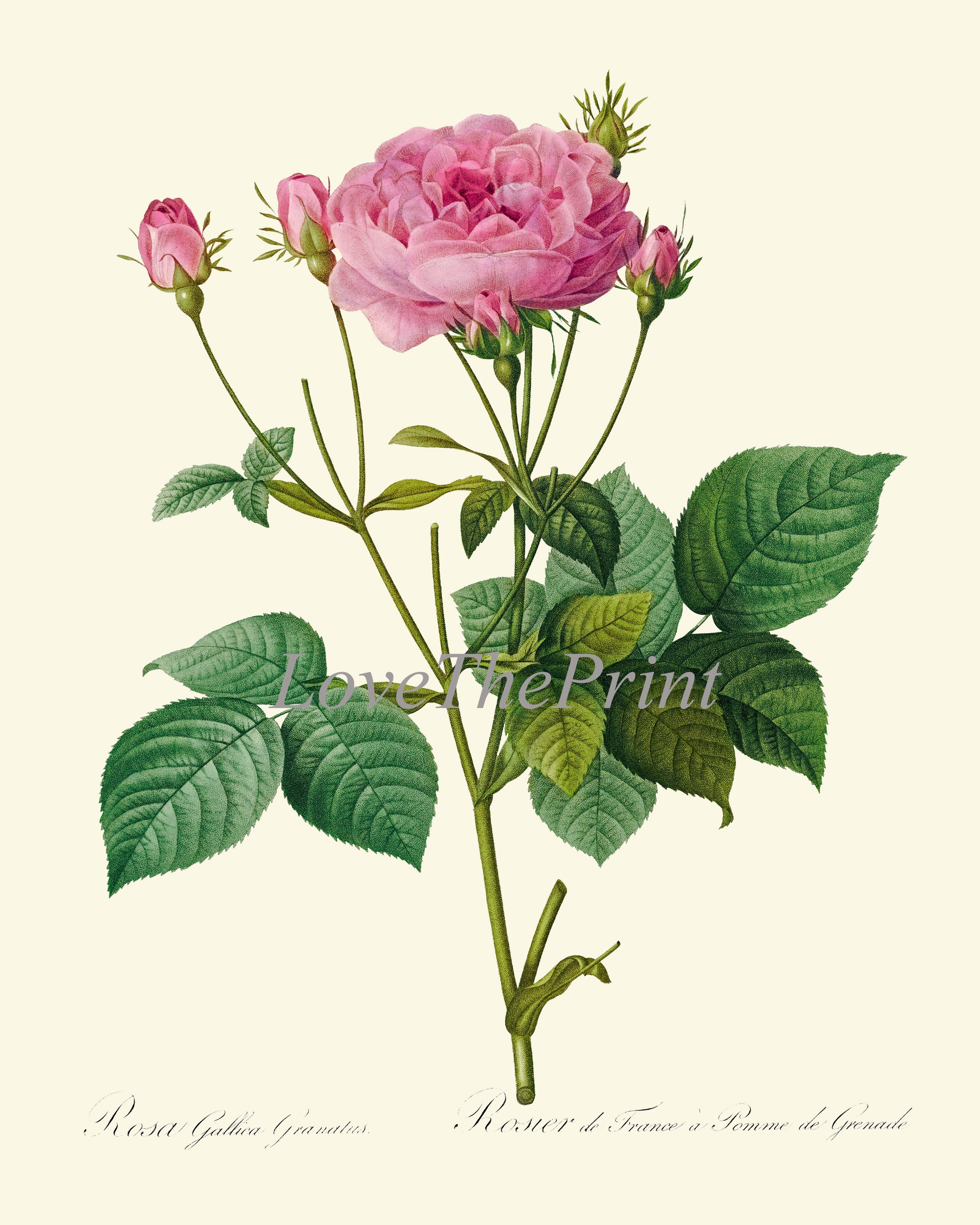 Pink Rose Botanical Wall Art Print LRR3 Beautiful Antique French Garden ...