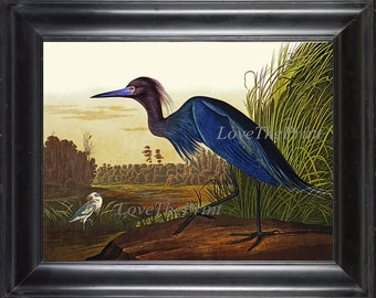 Blue Crane Heron Bird Wall Art Print 33 Beautiful Antique John James Audubon Blue Lake River Nature Illustration Home Room Decor to Frame IH