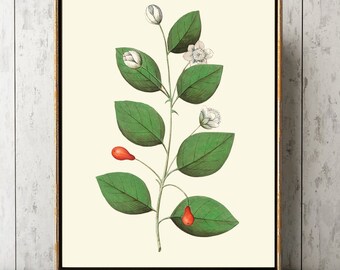 Hoja verde botanical Wall Art Print ABD36 Hermosa antigua casa vintage habitación jardín decoración comedor decoración cartel de decoración para enmarcar
