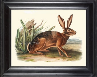 Rabbit Print Wall Art Print JWA3 Beautiful Antique Large Bunny Animal Outdoor Nature Home Decor Decoration Illustration Picture to Frame