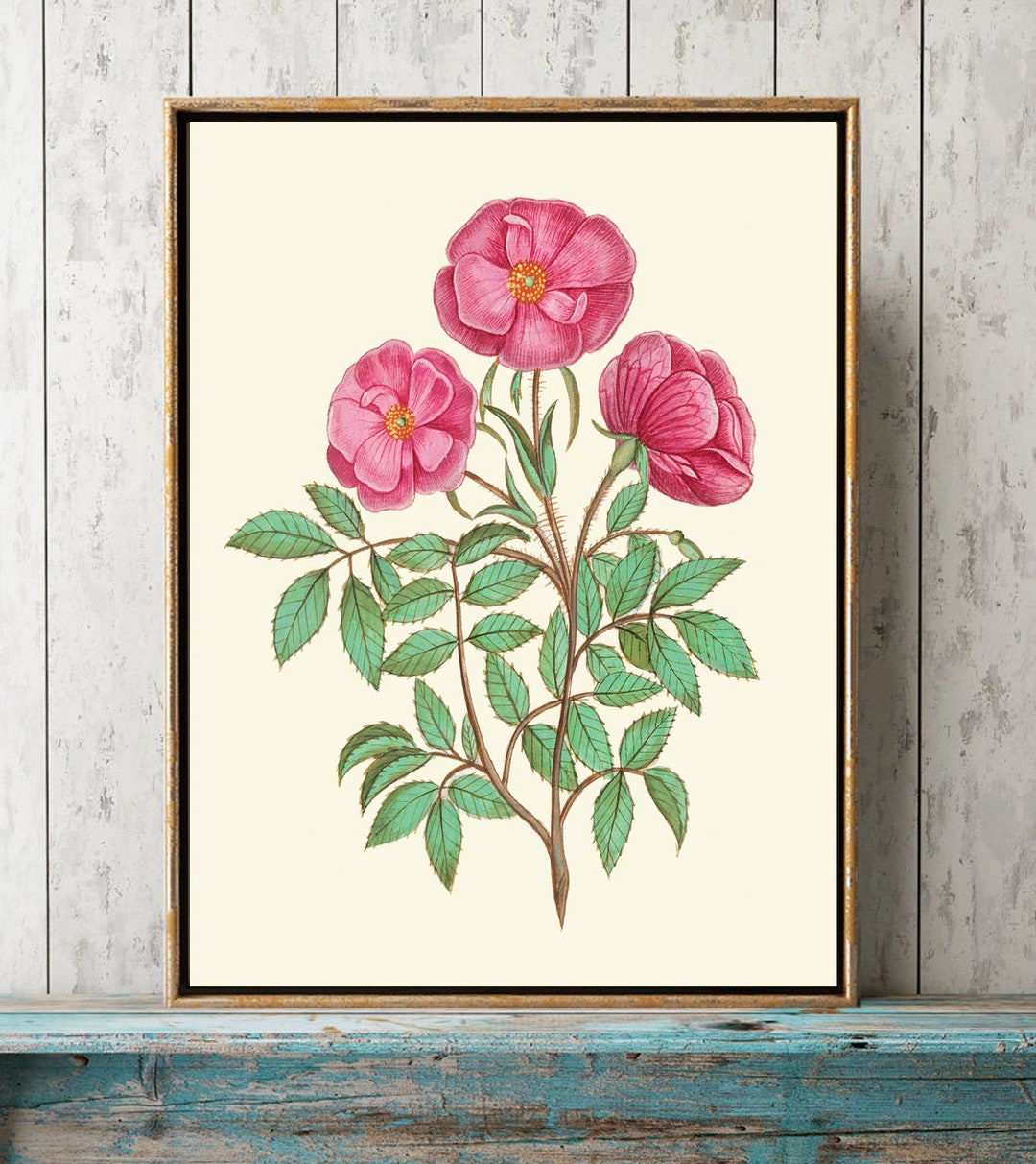 Pink Roses Botanical Wall Art Print ABD33 Beautiful Antique Vintage ...