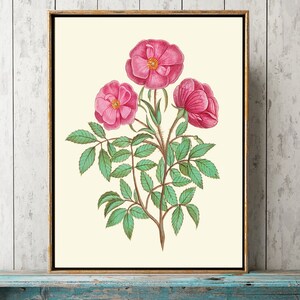 Pink Roses Botanical Wall Art Print ABD33 Beautiful Antique Vintage ...