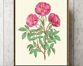 Pink Roses Botanical Wall Art Print ABD33 Beautiful Antique Vintage Flowers Home Room Green Garden Decor Large Small Poster Picture to Frame