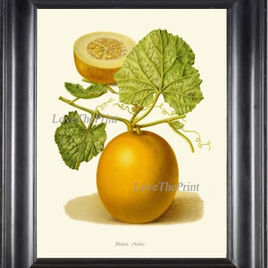 Botanische print IH847 Prachtige antieke vintage meloen fruitgroententuin Plant Kitchen Eetkamer Illustratie Wall Art Decor naar Frame