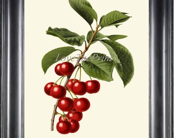 Cerezas rojas Botanical Print IH959 Hermosas bayas antiguas bayas cereza cereza cocina comedor casa casa de pared arte decoración para marco IH