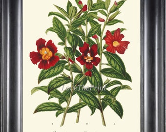 Flower Print H309 Monkey-Flower Monkey Plant Green Nature Flowers Beautiful Antique Wall Art Home Living Dining Bedroom Room Decor to Frame