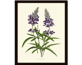 Wildflower Botanical Print IH952 Beautiful Antique Blue Purple Mealycup Mealy Sage Green Outdoor Nature Home Room Wall Art Decor to Frame