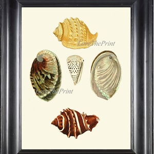 Seashell Wall Art KN17 Beautiful Antique Print Sea Ocean Shell Nautical Tropical Coastal Marine Caribbean Beach Cottage Home Decor to Frame