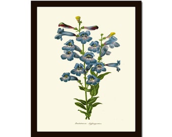 Blue Flower Botanical Print IH949 Beautiful Antique Wildflowers Penstemon The Beardtongues Home Room Wall Art Decor Flowers Picture to Frame