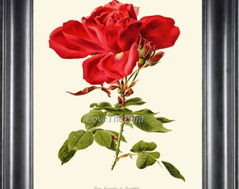 Impressão de arte botânica de parede de rosa vermelha IH874 Linda flor antiga ilustração desenho em aquarela linda decoração de quarto de casa para moldura IH