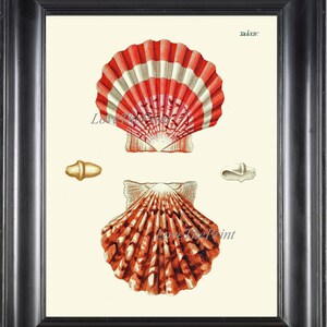 Seashell Print KN14 Wall Art Beautiful Antique Red Large Sea Ocean Shell Nautical Tropical Coastal Marine Beach Cottage Home Decor to Frame