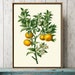 see more listings in the BOTANICAL PRINTS section