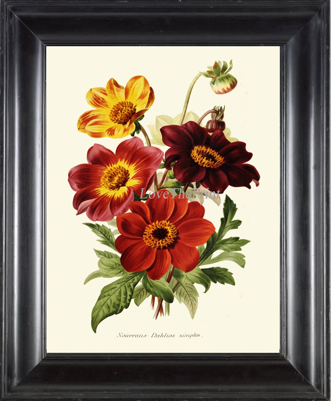 Botanical Print IH856 Beautiful Antique Dahlia Flower Spring Summer ...