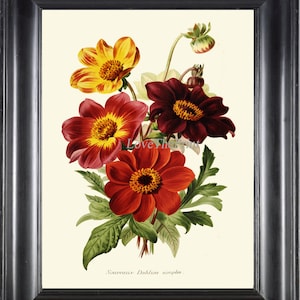 Impressão botânica IH856 Linda flor dália antiga primavera verão jardim planta borgonha amarelo vermelho arte de parede decoração de quarto de casa para moldura