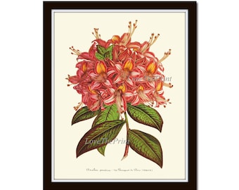 Flor de azaléia Impressão botânica IH359 Linda antiga primavera verão verde jardim planta sala de casa arte de parede design de interiores decoração para moldura