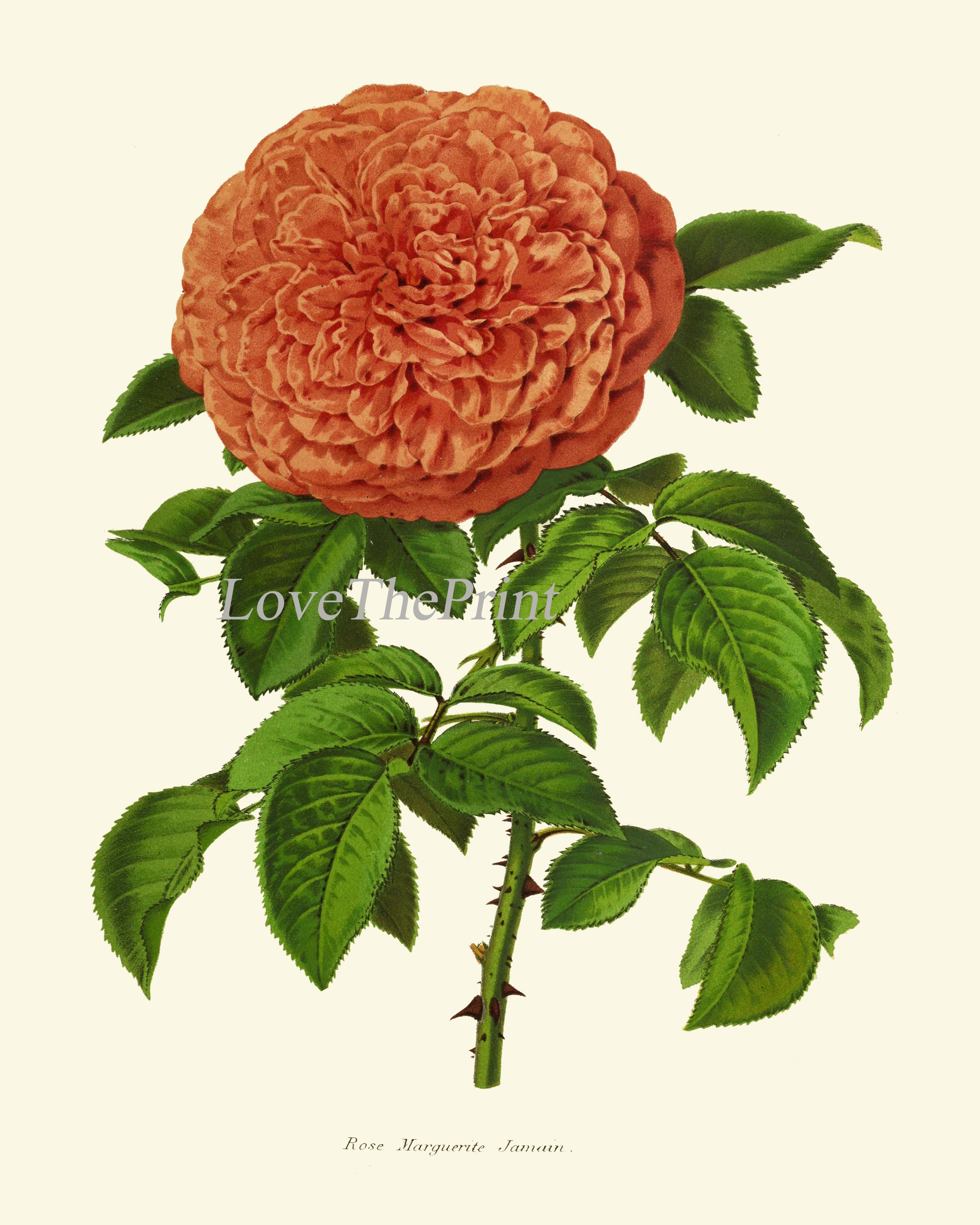 Rose Flower Botanical Print IH946 Beautiful Antique Orange Garden